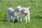 Satisfied Young lambs in the pasture at springtime