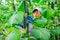 Satisfying italian farmer cultivating crop of cucumber in greenhouse