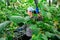 Satisfying italian farmer cultivating crop of cucumber in greenhouse