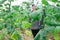 satisfying italian farmer cultivating crop of cucumber in greenhouse