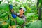 satisfying italian farmer cultivating crop of cucumber in greenhouse