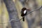 Satpura Forest, King fisher sitting high in a tree