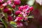 Saturated pink apple flowers with blurred background