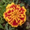 Saturated Red and Amber Marigold Flower - Closeup