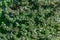 Satureja hortensis, Savory - Medicinal herb