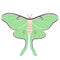 Saturnia moon butterfly isolated on a white background. Vector graphics