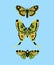 Saturnia moon butterfly. Vector graphics.