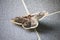 Saturnia pyri or peackock moth on grey floor
