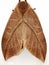 a Saturniid moth (family Saturniidae) Hemileucinae - Automeris species