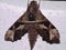 a Saturniid moth (family Saturniidae) indeterminate species