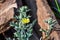 Satyanashi or argemone mexicana prickle poppy yellow flowers close view in an indian village out fields.