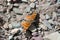 Satyr Comma Butterfly in Glacier National Park