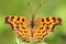 Satyr Comma Butterfly or orange butterfly with black dots, against green background