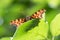 Satyr Comma Butterfly or orange butterfly with black dots, against green background