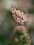 Satyr Comma Butterfly on Thistles