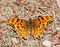 Satyr Comma (Polygonia satyrus) Satyr Comma perched on woodland floor.