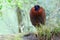 Satyr tragopan