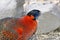 Satyr tragopan (Tragopan satyra)