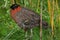 Satyr tragopan (Tragopan satyra)