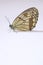 Satyridae butterfly