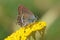 Satyrium abdominalis , the Gerhard`s black hairstreak butterfly