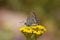 Satyrium abdominalis , the Gerhard`s black hairstreak butterfly