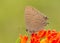 Satyrium caryaevorus, Hickory hairstreak butterfly