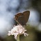 Satyrium ilicis, Ilex Hairstreak butterfly