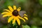 Satyrium titus, the coral hairstreak butterfly, perches on a black eyed susan yellow flower in Ontario, Canada