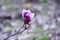 Saucer magnolia flowers.