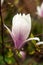 Saucer magnolia flowers close-up photography