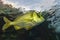 The saucereye porgy Calamus calamus , marine fish