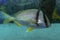 The saucereye porgy Calamus calamus , marine fish