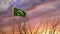 Saudi Arabia flagpole at sunset flying a freedom flag - 3d animation