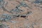Saudi fringe-fingered lizard Acanthodactylus gongrorhynchatus in the desert sand macro photography