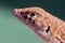 Saudi fringe-fingered lizard Acanthodactylus gongrorhynchatus macro photograph very close up