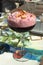 Sauer pomegranate on a wooden board on a table in an outdoor cafe. Sunny day