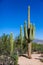 Sauguaro Cacti, group of 3