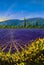 Sault Village in Vaucluse Lavender flower field Provence France Oil painting on canvas