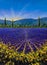 Sault Village in Vaucluse Lavender flower field Provence France Oil painting on canvas