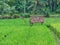 Saung is a resting place for farmers in the middle of rice fields