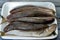 Saurida undosquamis, the brushtooth lizardfish, large-scale grinner or largescale saury, a type of lizardfish, a demersal species