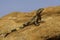 Sauromalus Desert Chuckwalla Lizard in St George Utah