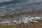 Saury, a small billfish, washing onto the shore with the tide on a rocky beach near Port Hawkesbury, Nova Scotia