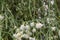 Sausage-chain cactus Rhipsalis clavata subsp. clavata white flowers