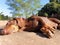 Sausage dog basking in the sun.