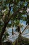 A Sausage Fruit Tree, Kigelia pinnata, with fruit, growing in the Tropical Dome in Milwaukee