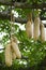 Sausage tree fruit,