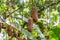 Sausage tree Kigelia africana fruit closeup - Florida, USA