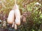 Sausage tree Kigelia africana fruits hanging in tree